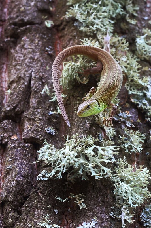 прыткая, ящерица, lacerta, agilis, эверния, сливовая, evernia, prunastri, дубовый, мох, самарский, лес Во мхах дубовых фото превью