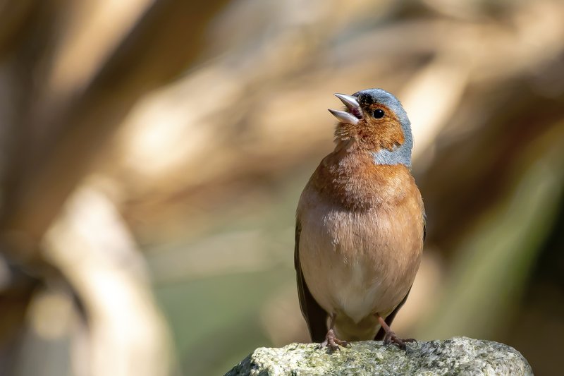 Chaffinch фото превью