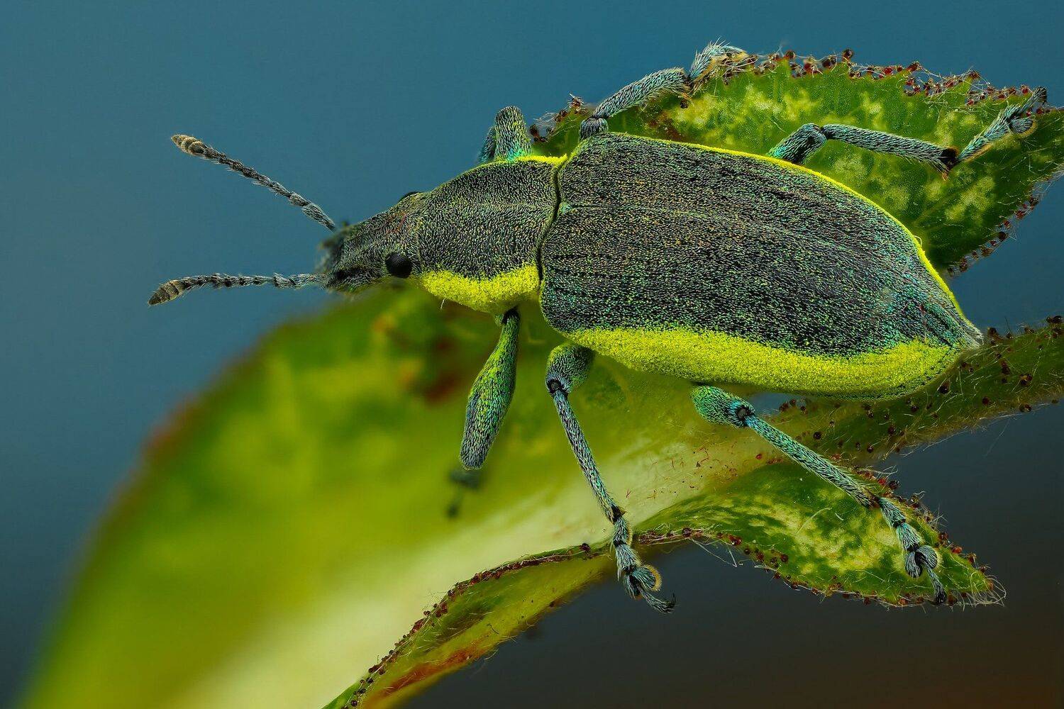 жук,макро,природа,усы,цвет,зеленый,растение,синий, Андрей Шаповалов