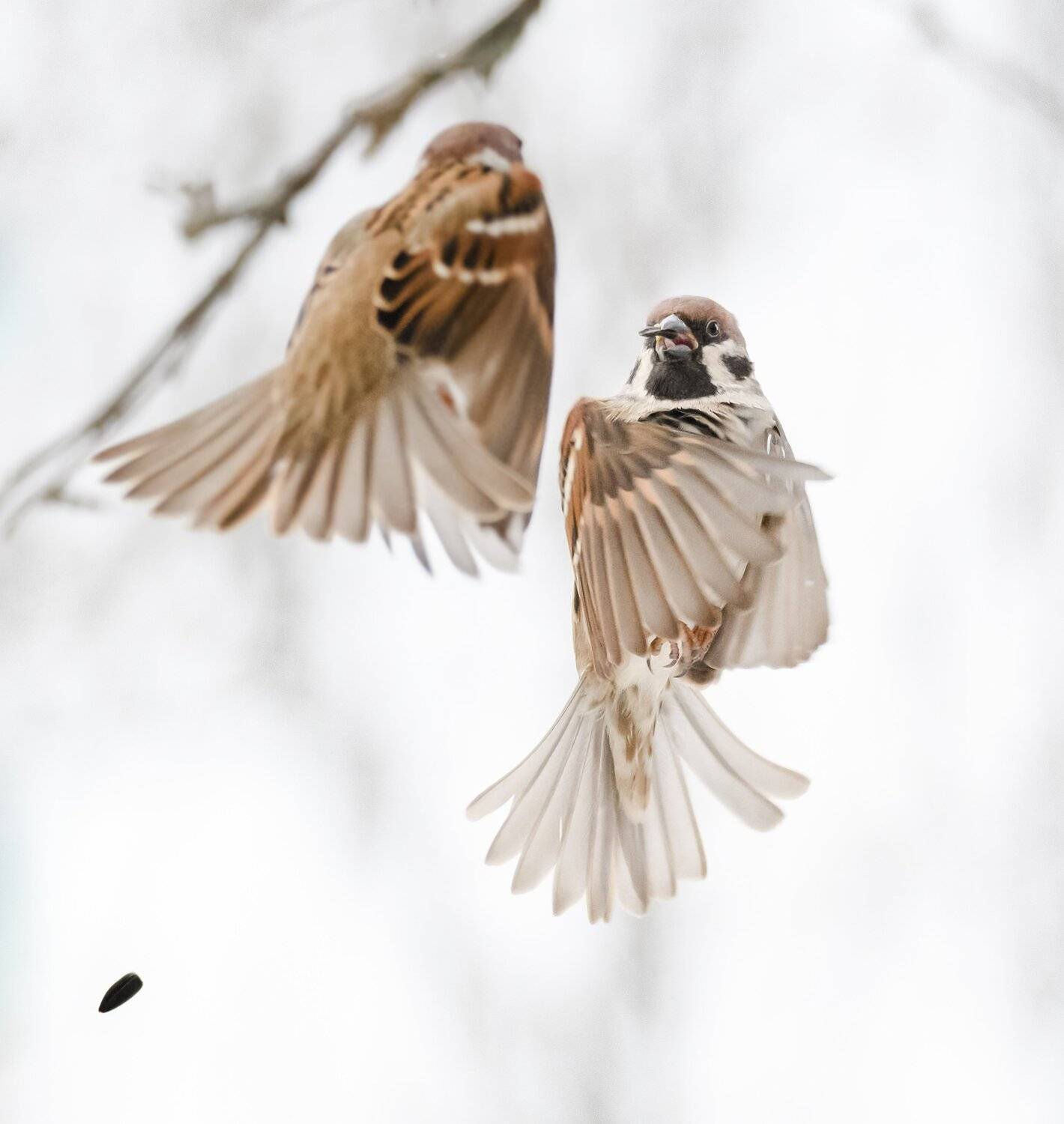 полевой воробей,  passer montanus, драка воробьёв, драка птиц, воробьиные разборки, птицы в воздухе, птицы в полёте, птицы у кормушки, крылья, природа подмосковья, кормушка, птицы зимой, воробей с семечкой, Ксения Соварцева