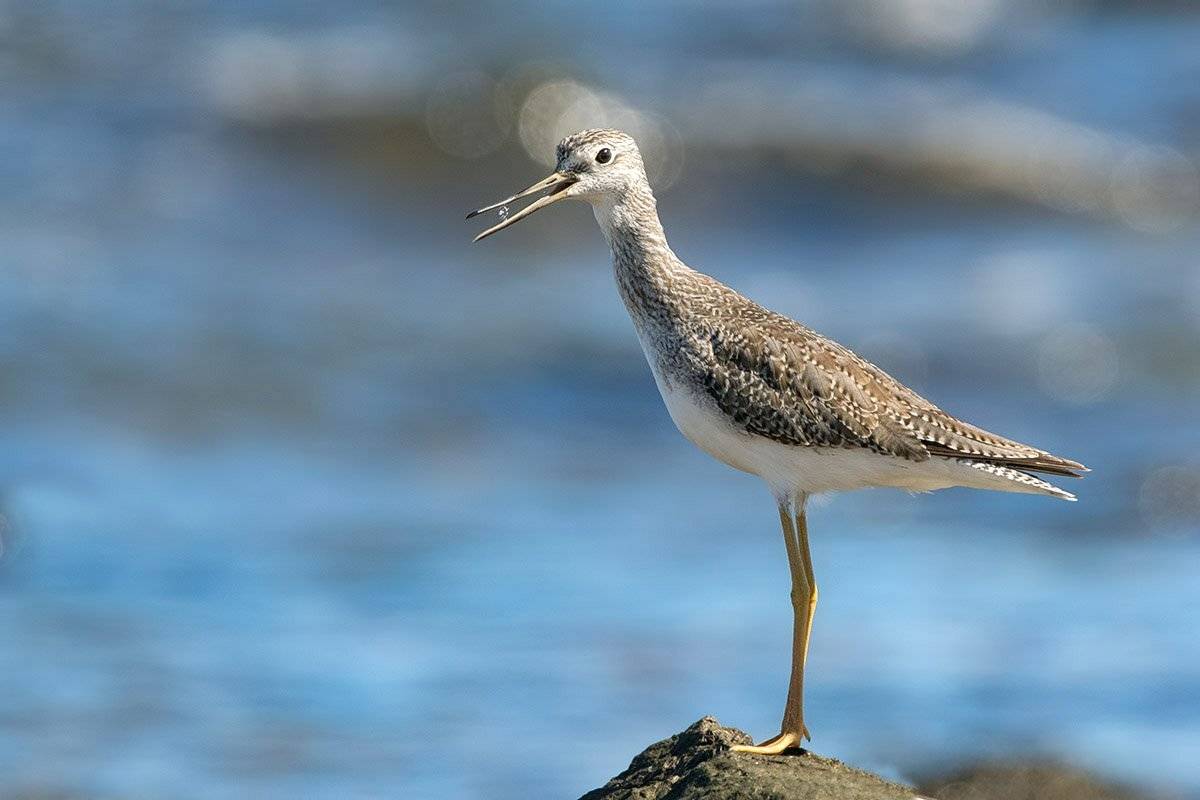 птицы, уругвай, Елена Давыдова