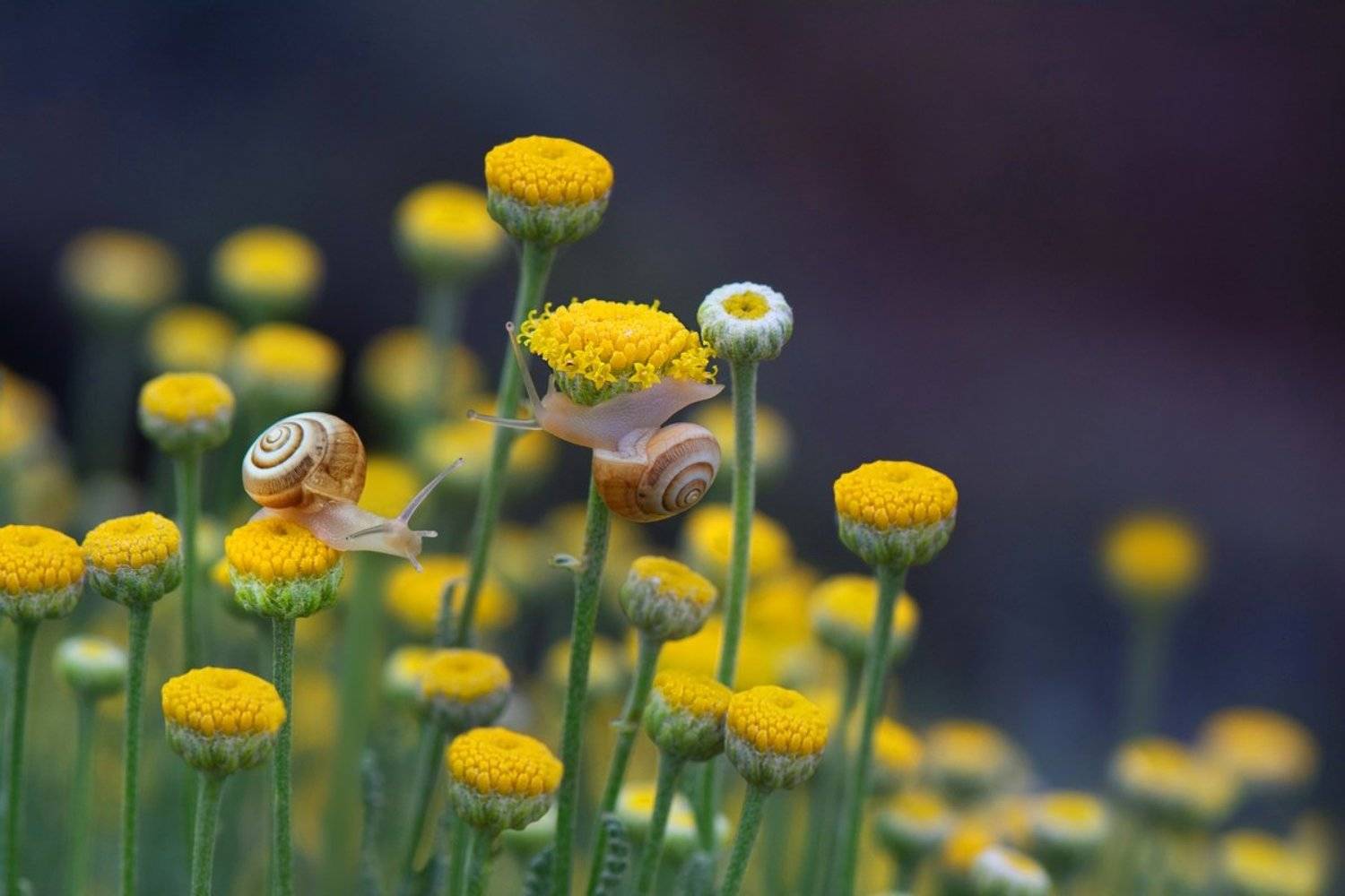 , Людмила Бекман