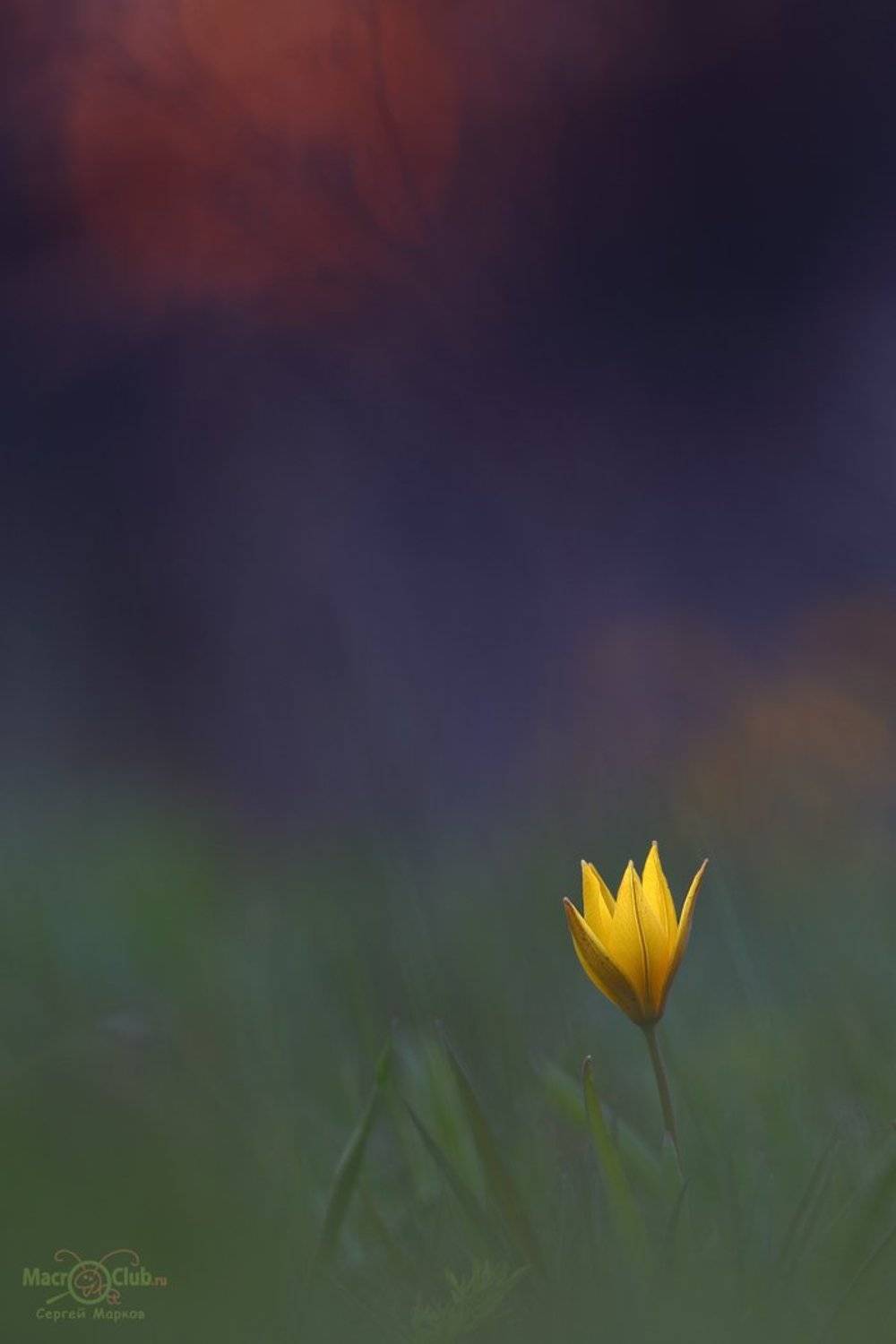 тюльпан,дубравный,биберштейна,tulipa,biebersteiniana,солнце,закат,quercetorum,самарский, лес, Sergii Markov