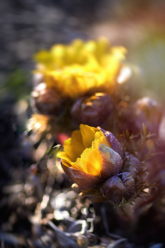 Жарки фото превью