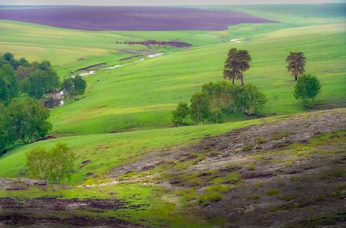карагай