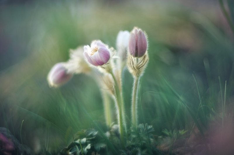 * фото превью