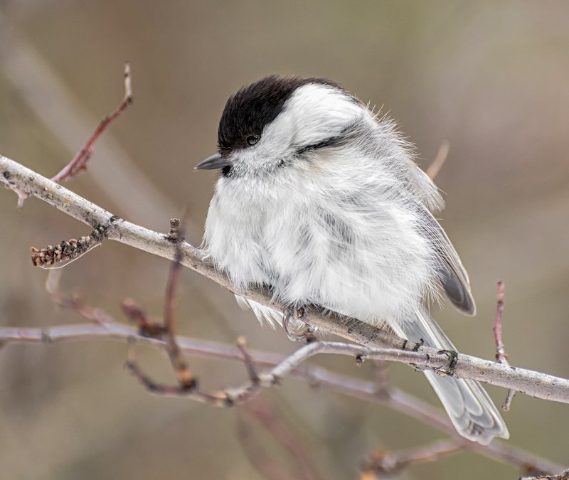 птица, гаичка, синичка, гаичка. фото превью