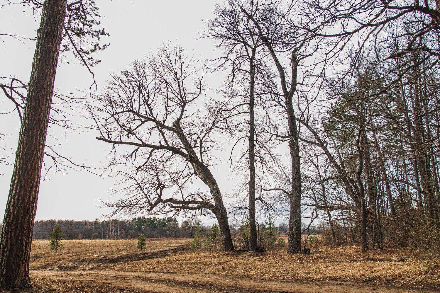 пейзаж, кулебаки, landscape, весна, spring, Владимир Васильев