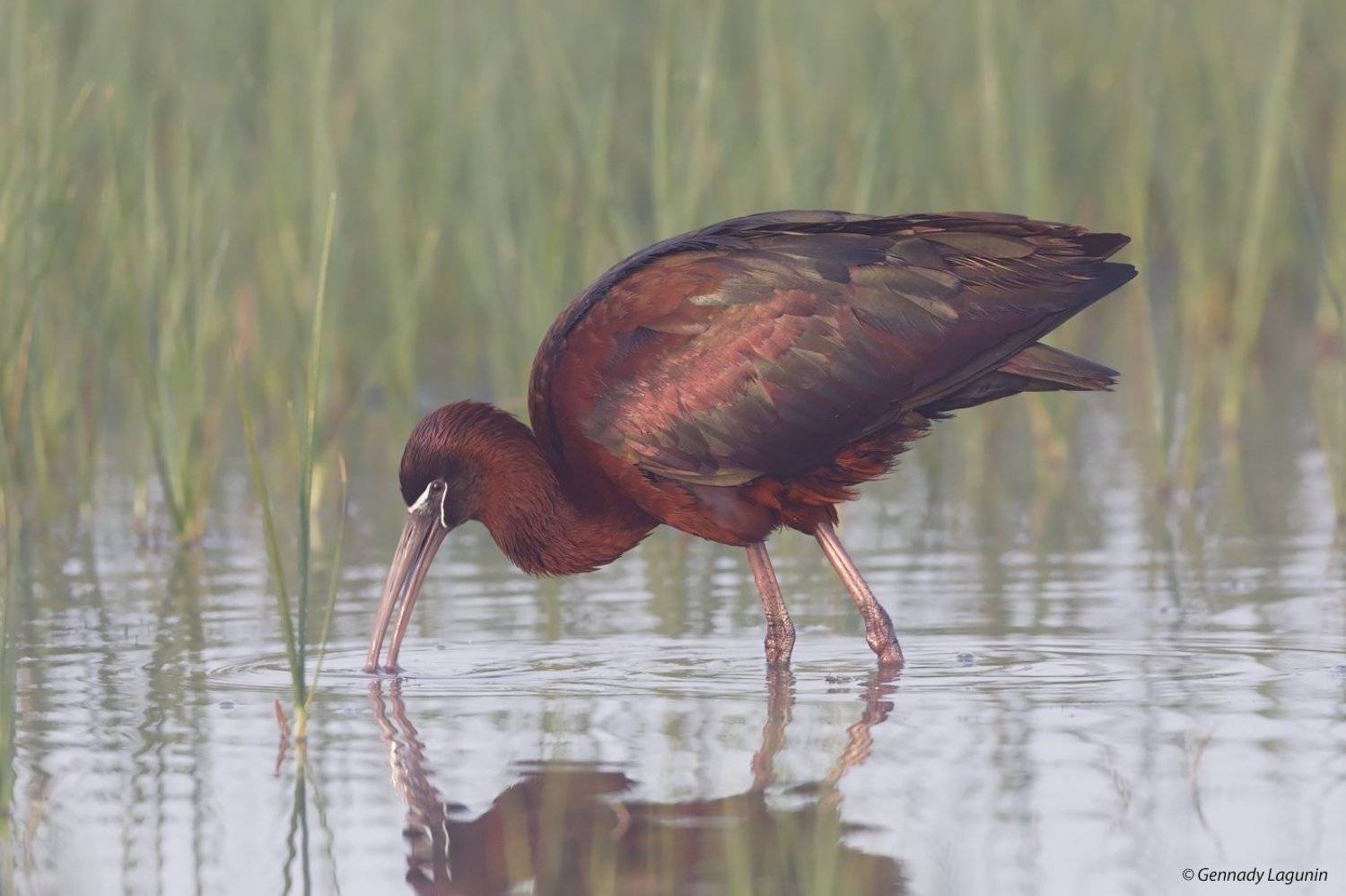 каравайка, plegadis falcinellus, Геннадий Лагунин