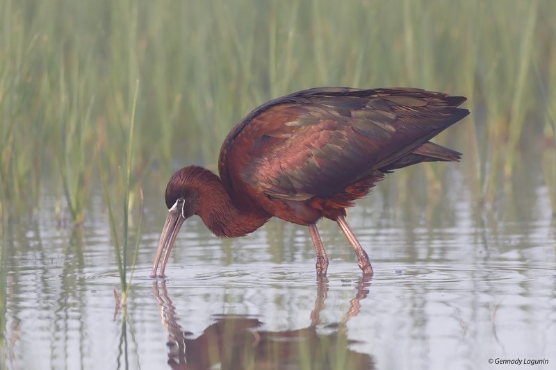 каравайка, plegadis falcinellus Завтрак на воде фото превью