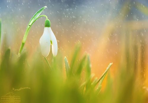 Дыхание весны. Подснежник
