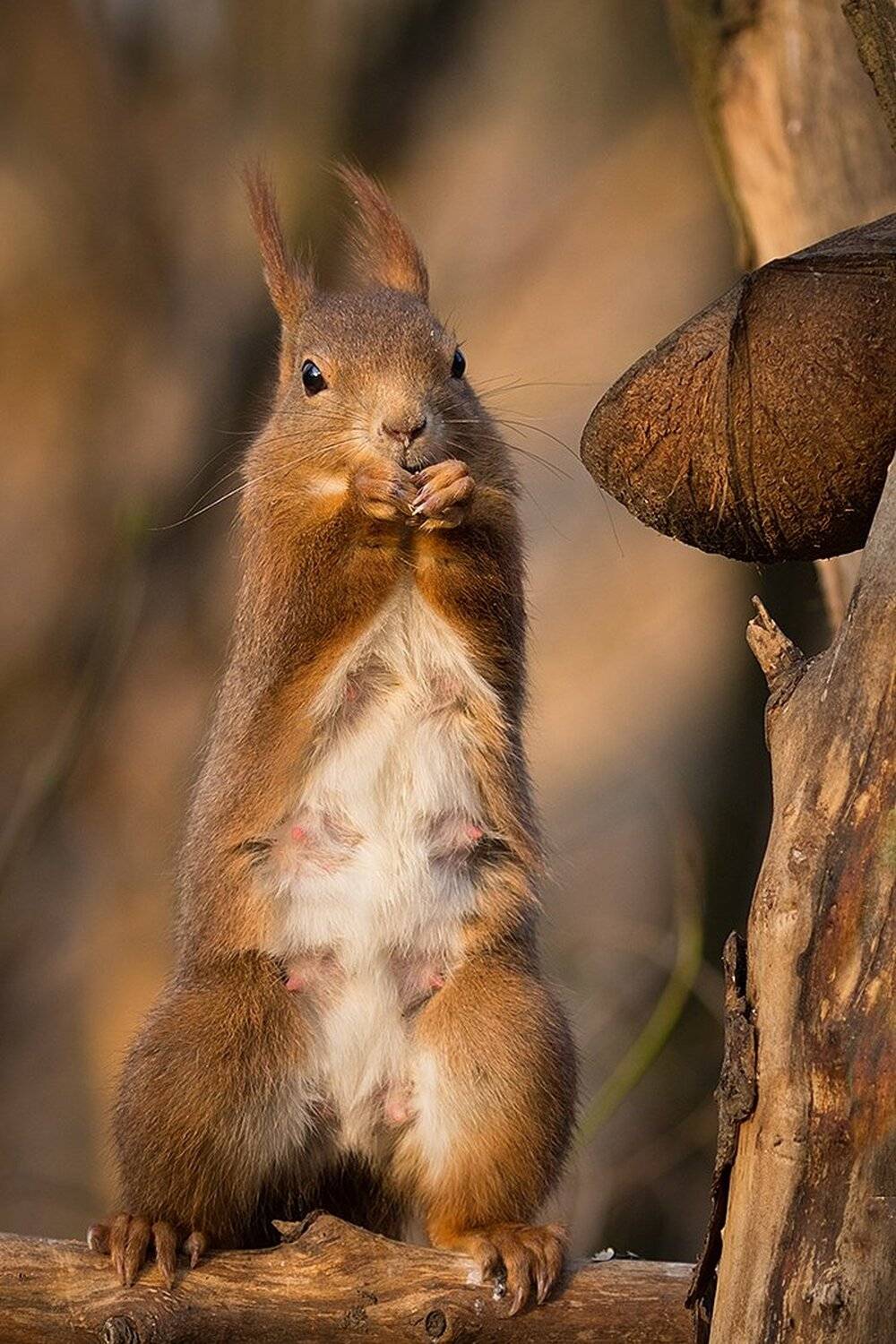 , Robert Adamec