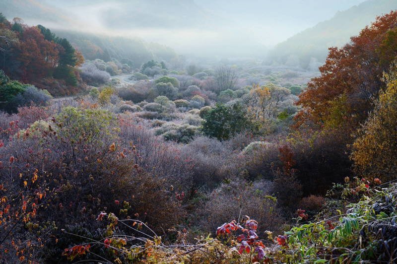 south korea, gangwondo, autumn, mountain, nature, morning, rime ice, fog, forest, A natural garden фото превью