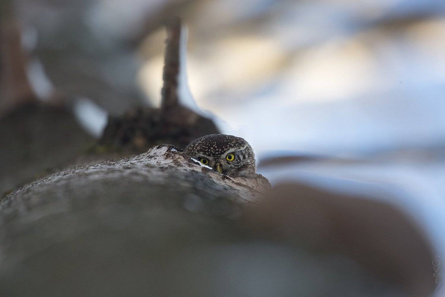 воробьиный сыч, сова, Байбекова Светлана