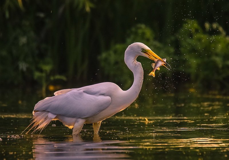 Удачная рыбалка фото превью
