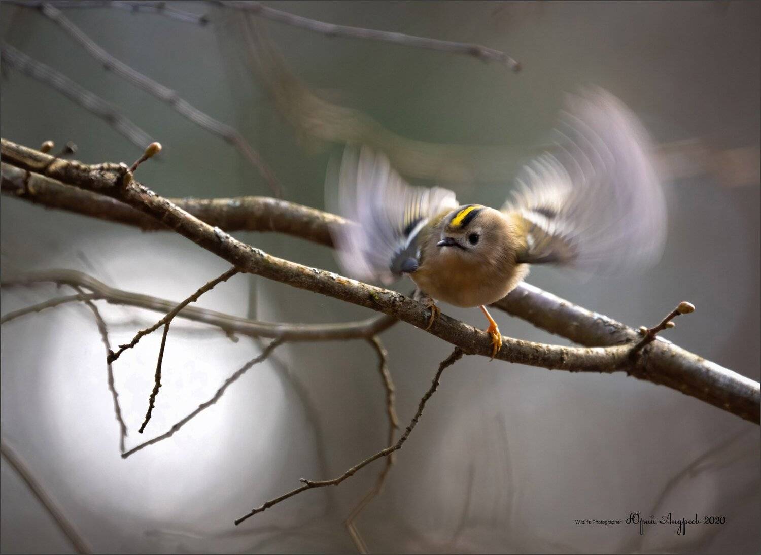 королёк, желтоголовый, goldcrest, Юрий Андреев