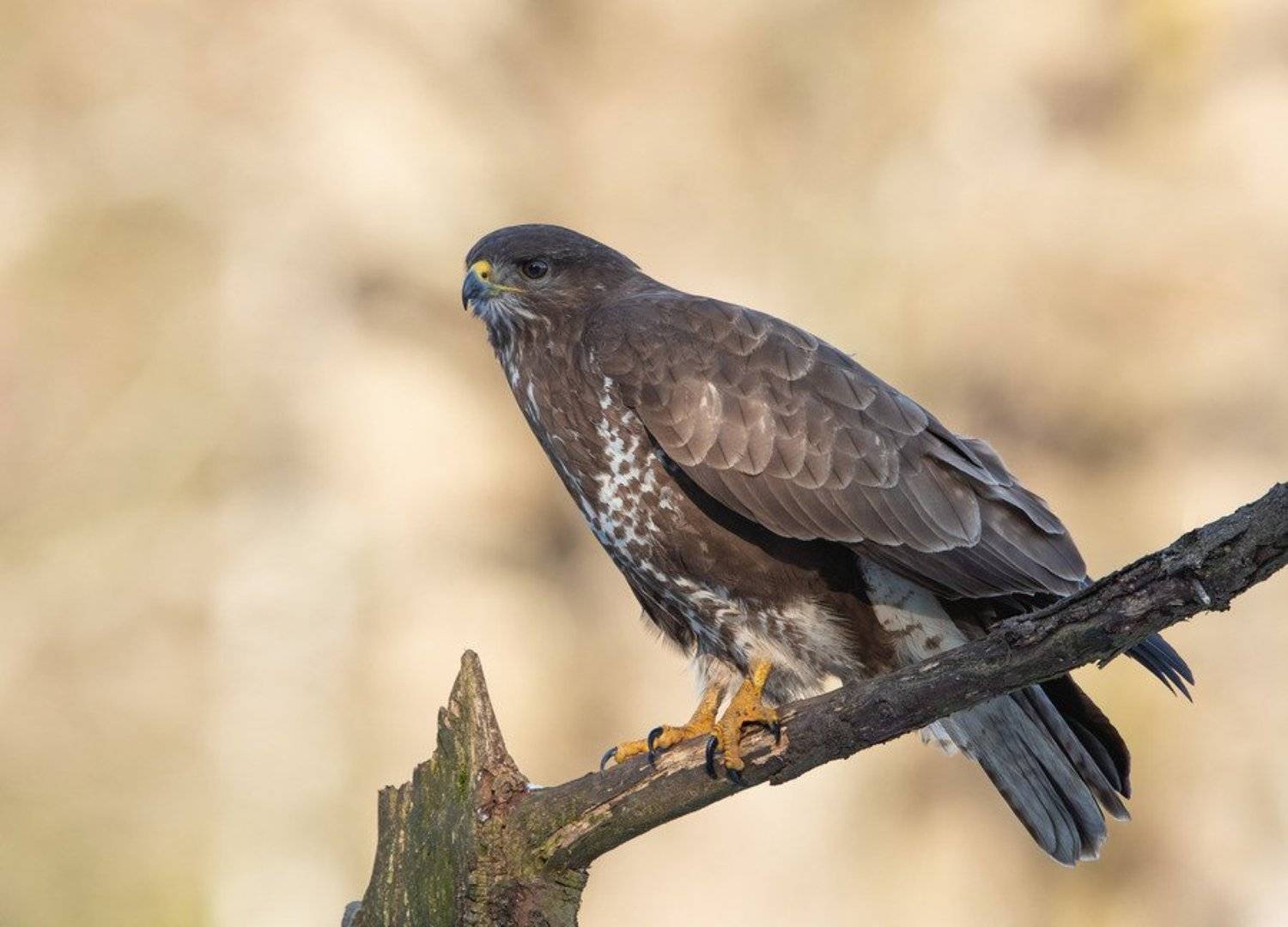 канюк, птицы, хищник,, Владимир Пакалевич