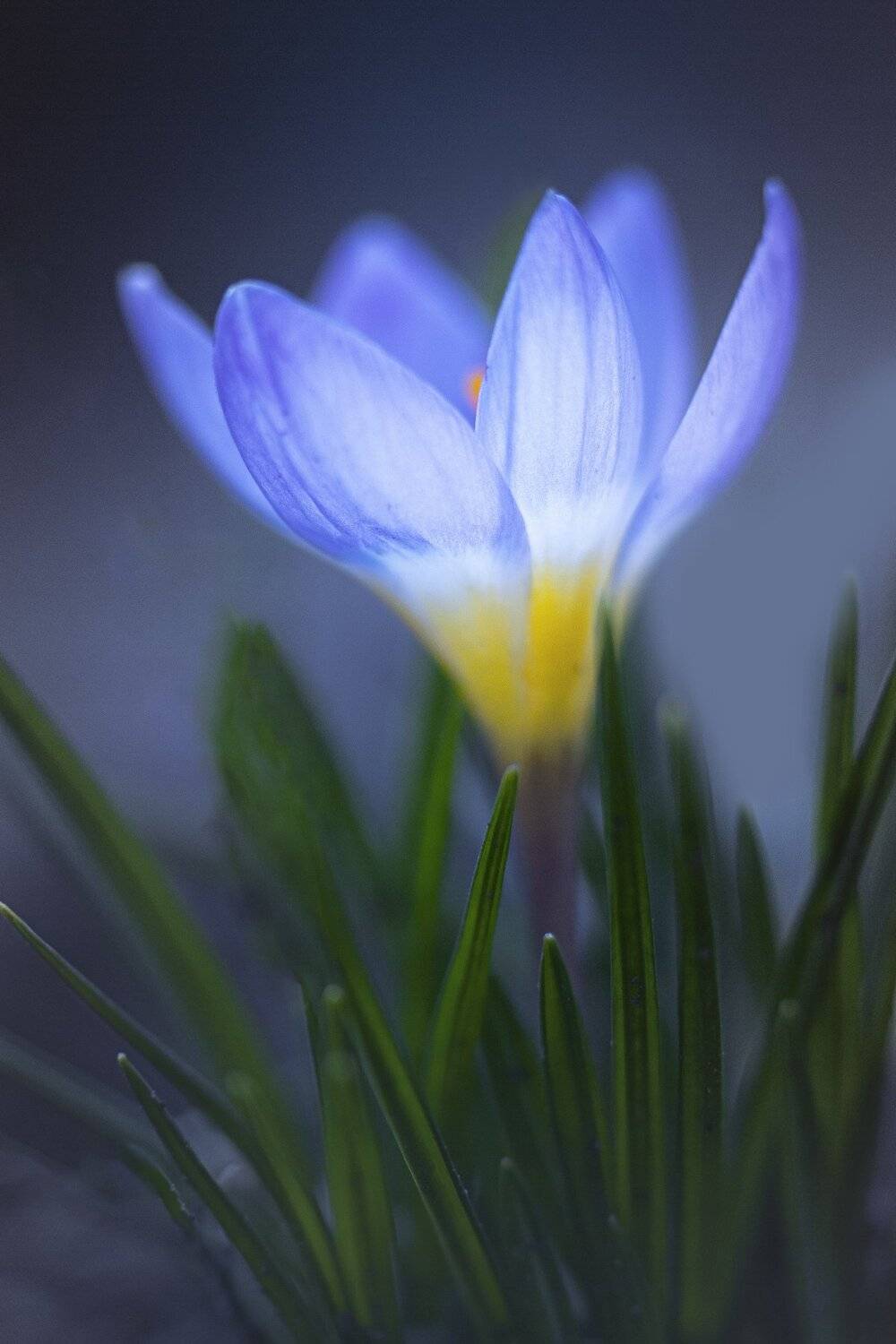 , Татьяна Аверина