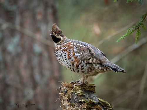 Рябчик. Hazel Grouse.