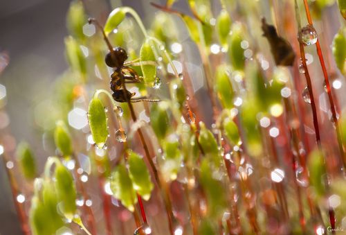 В волшебном лесу
