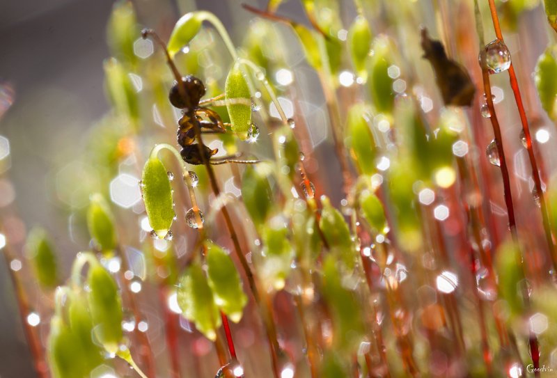 муравей, капли, макро, макросъемка, красота, природа, лес, мох, nature, macro, beautiful, drops В волшебном лесу фото превью