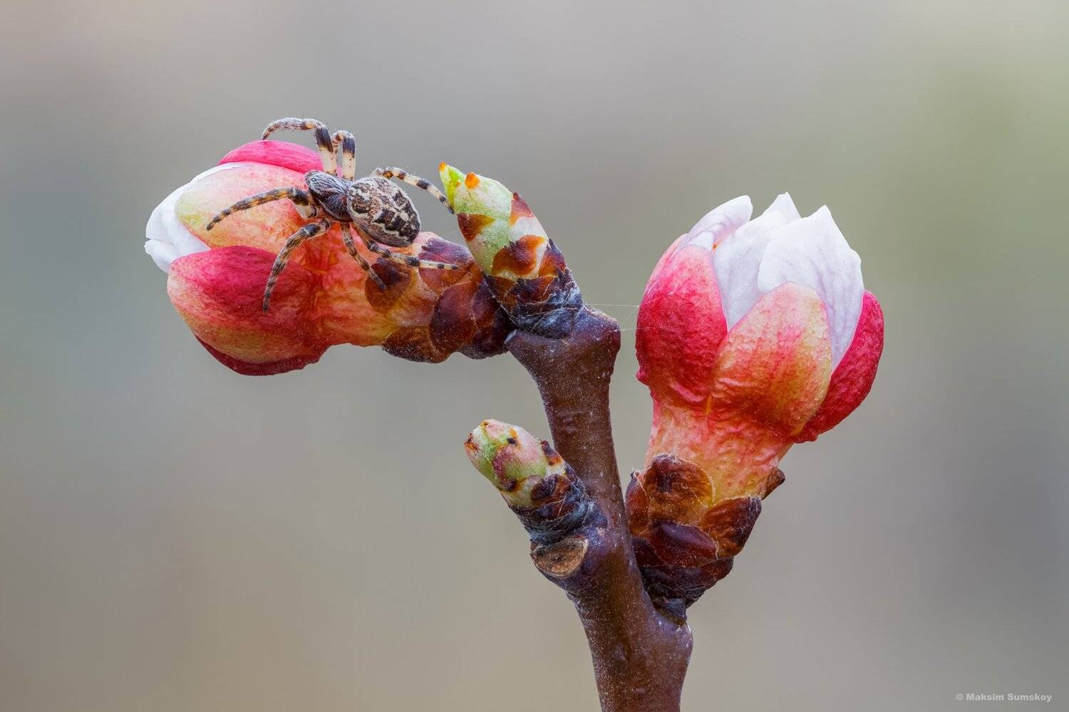 макро,стекинг,паук,индустар-90у,весна, Максим Сумской