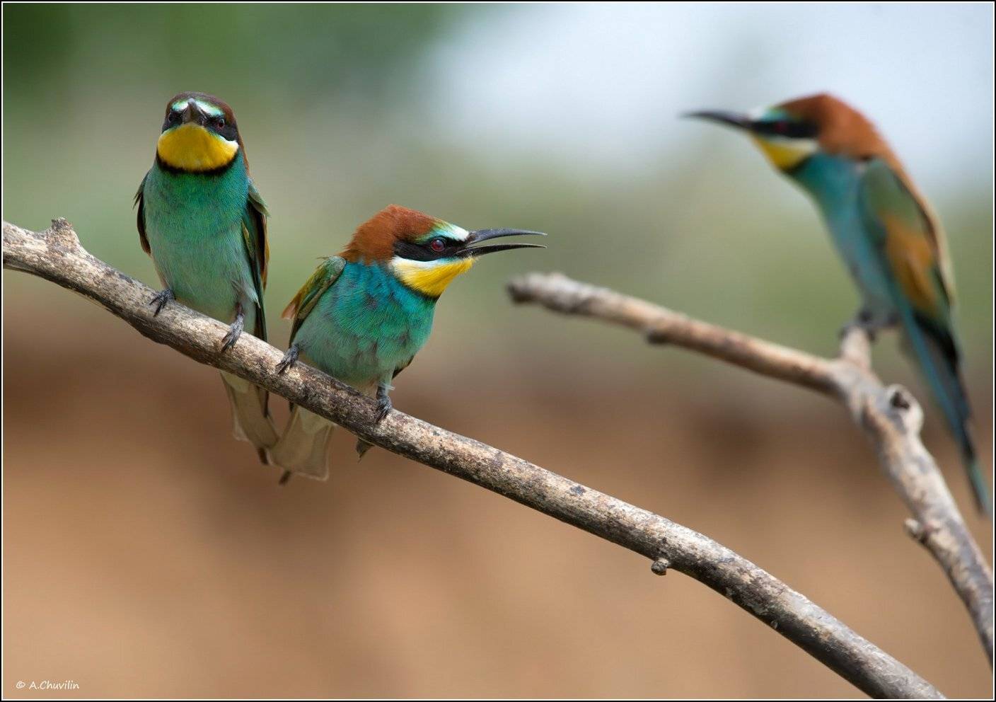 птицы,щурки,май, Александр Чувилин