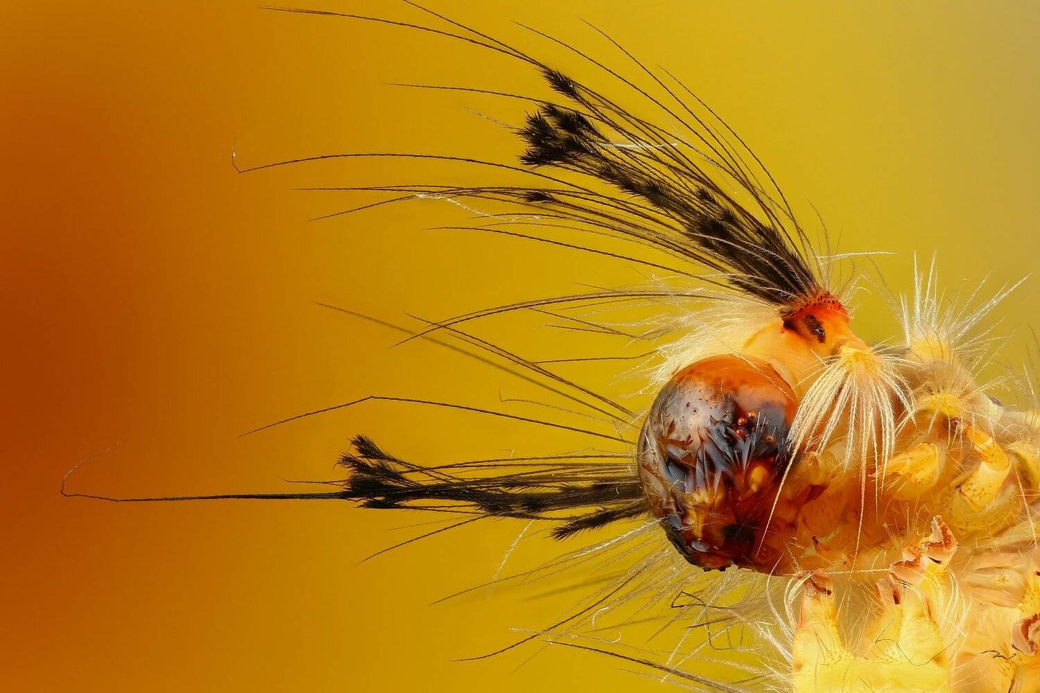 гусеница,макро,природа,портрет,цвет,оранжевый, Андрей Шаповалов