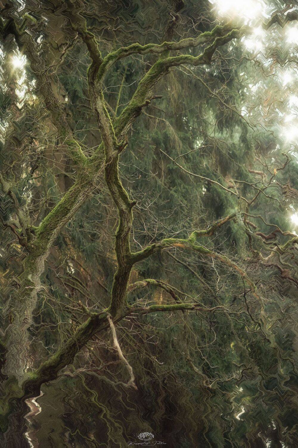 nature,tree,light,mist,nikon,, Krzysztof Tollas