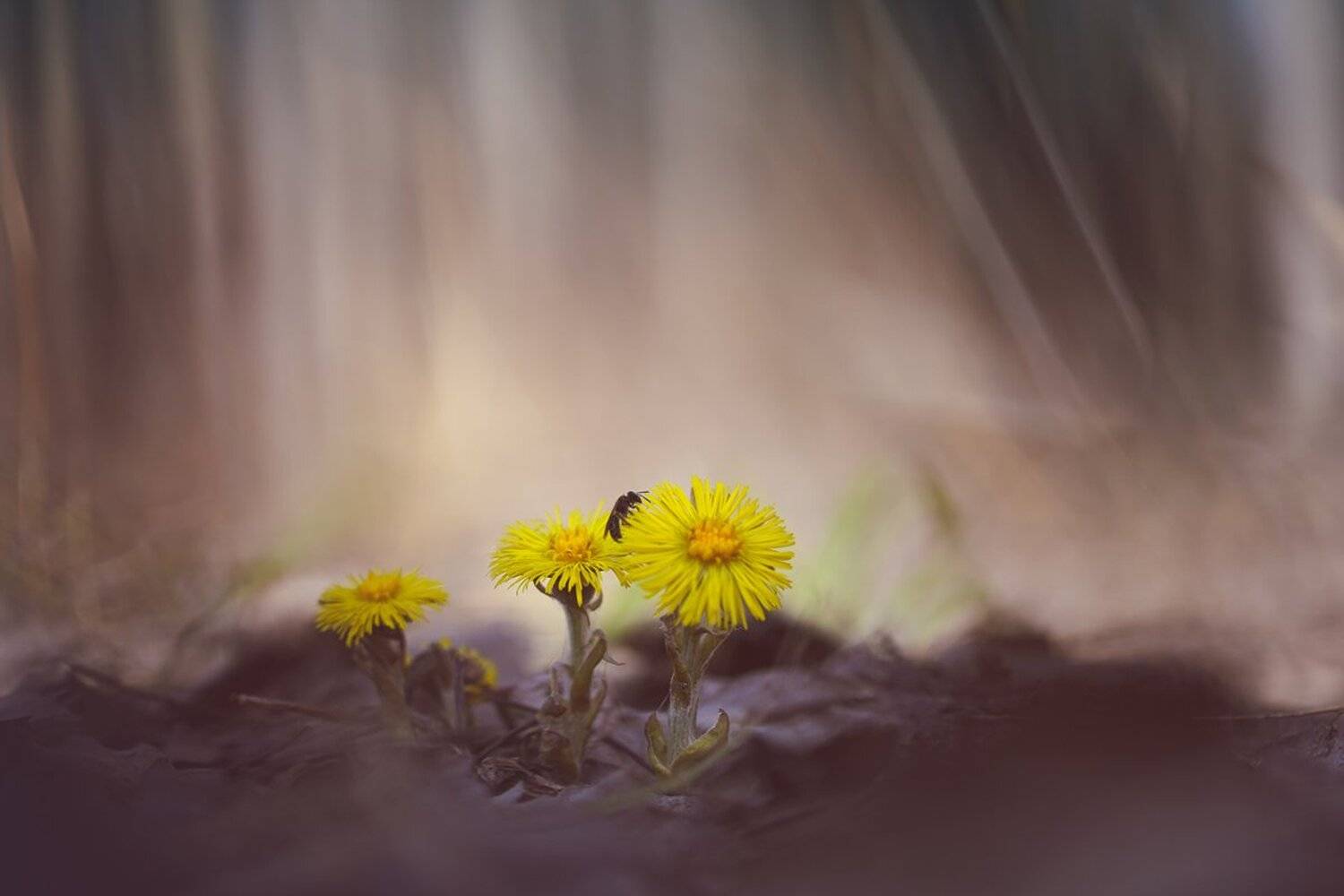 три солнышка и пчелка, Кузнецов Дмитрий