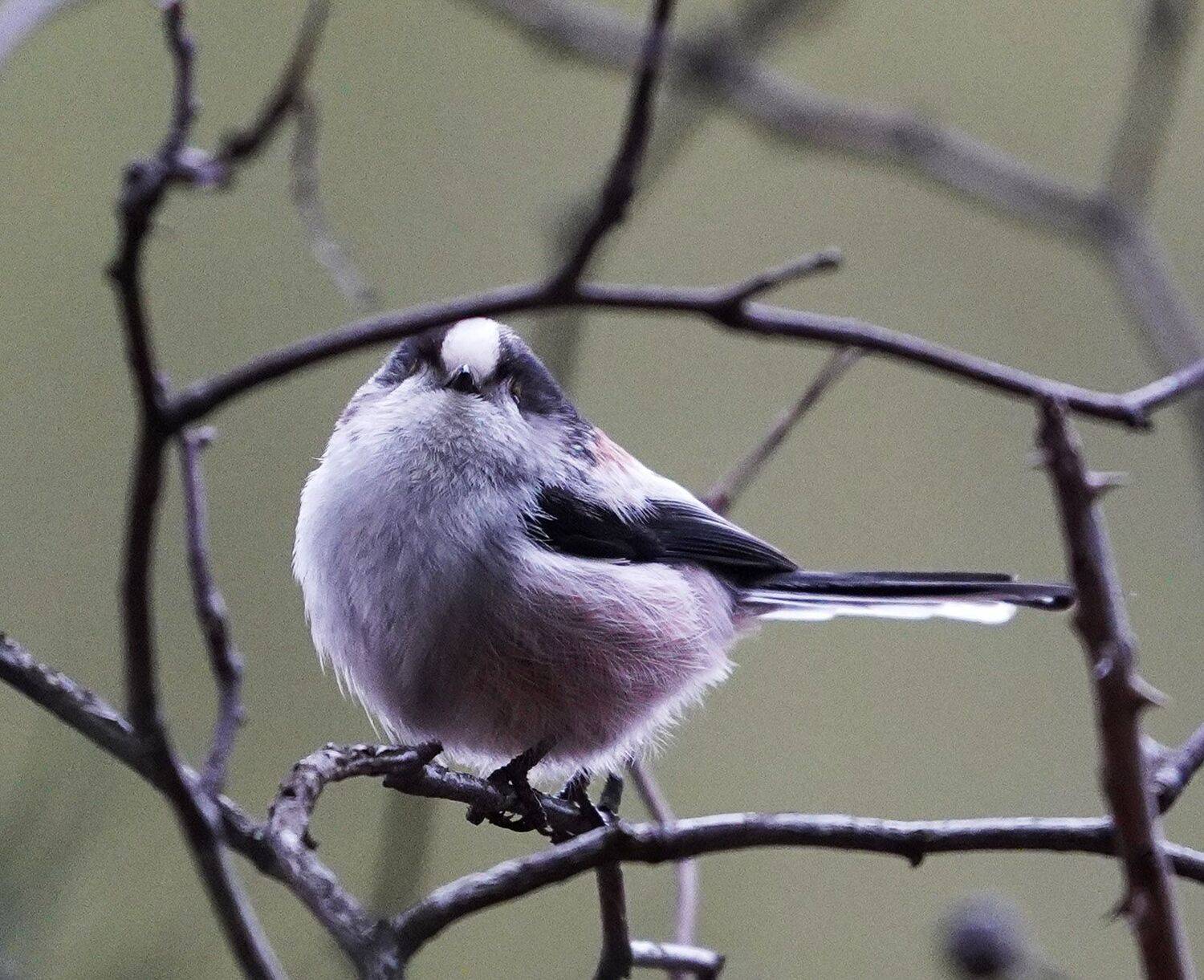 , Красимир Георгиев