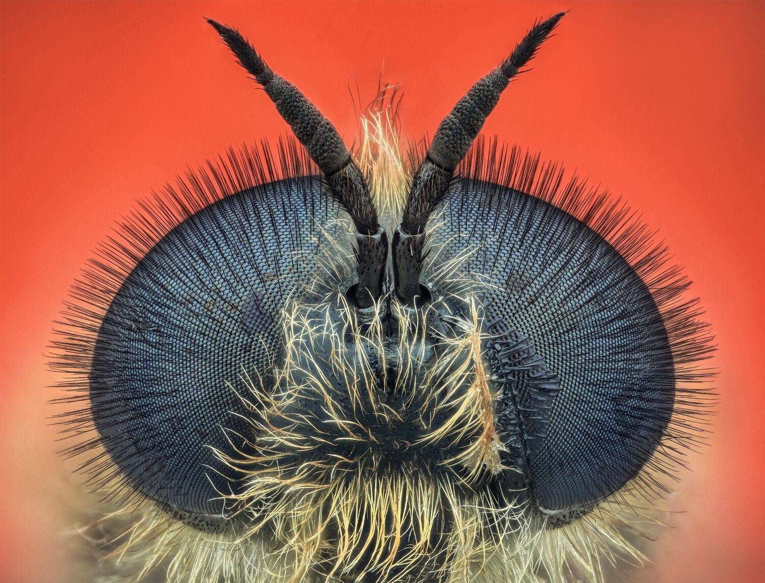 ceclii, macro, nikon d3400, semiplan, Tsvetan Ganev