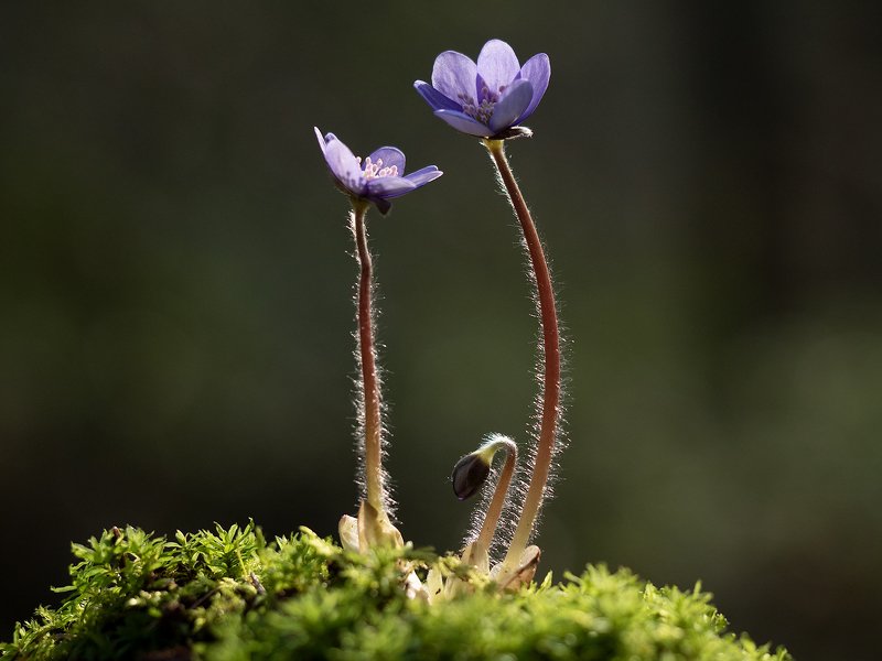 папа, мама, я - цветочная семья фото превью
