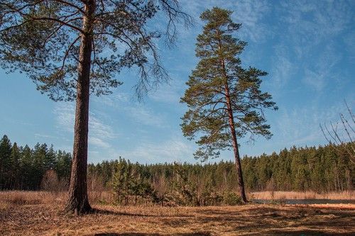 В окрестностях гог. Кулебаки...МТФ