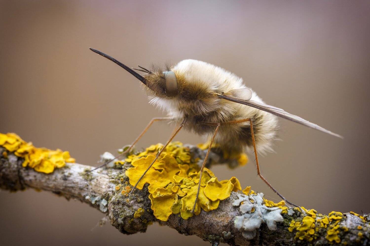 , Кузнецов Дмитрий