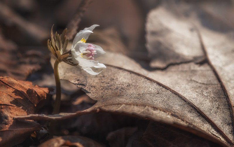 весенник звездчатый *** фото превью