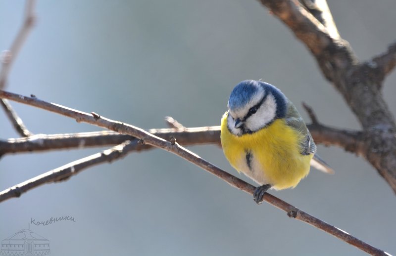 птицы, лазоревка, birdwatching, дикая природа, birds Лазоревка-кокетка фото превью