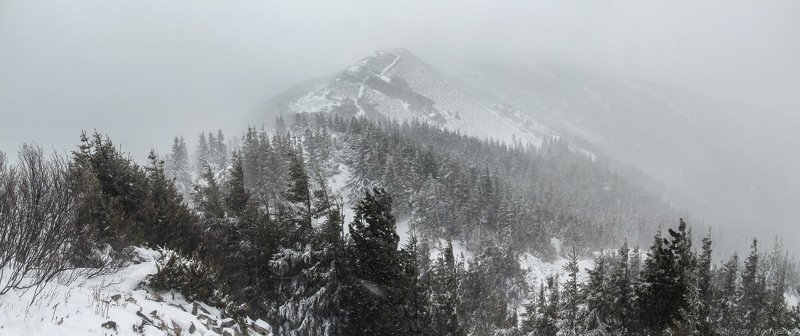 украина, карпаты, карпати, горганы, сывули, сивулянський, хребет, зима, Сивулянський хребет фото превью