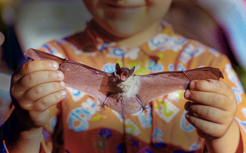 мышка мышка фото превью