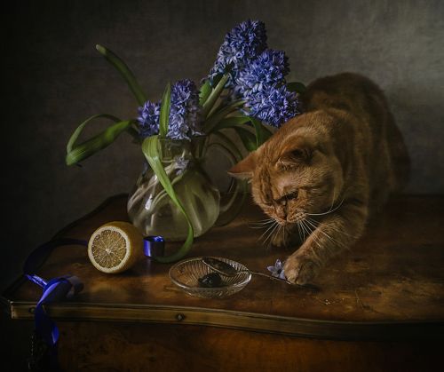 Про Рыжика и гиацинты