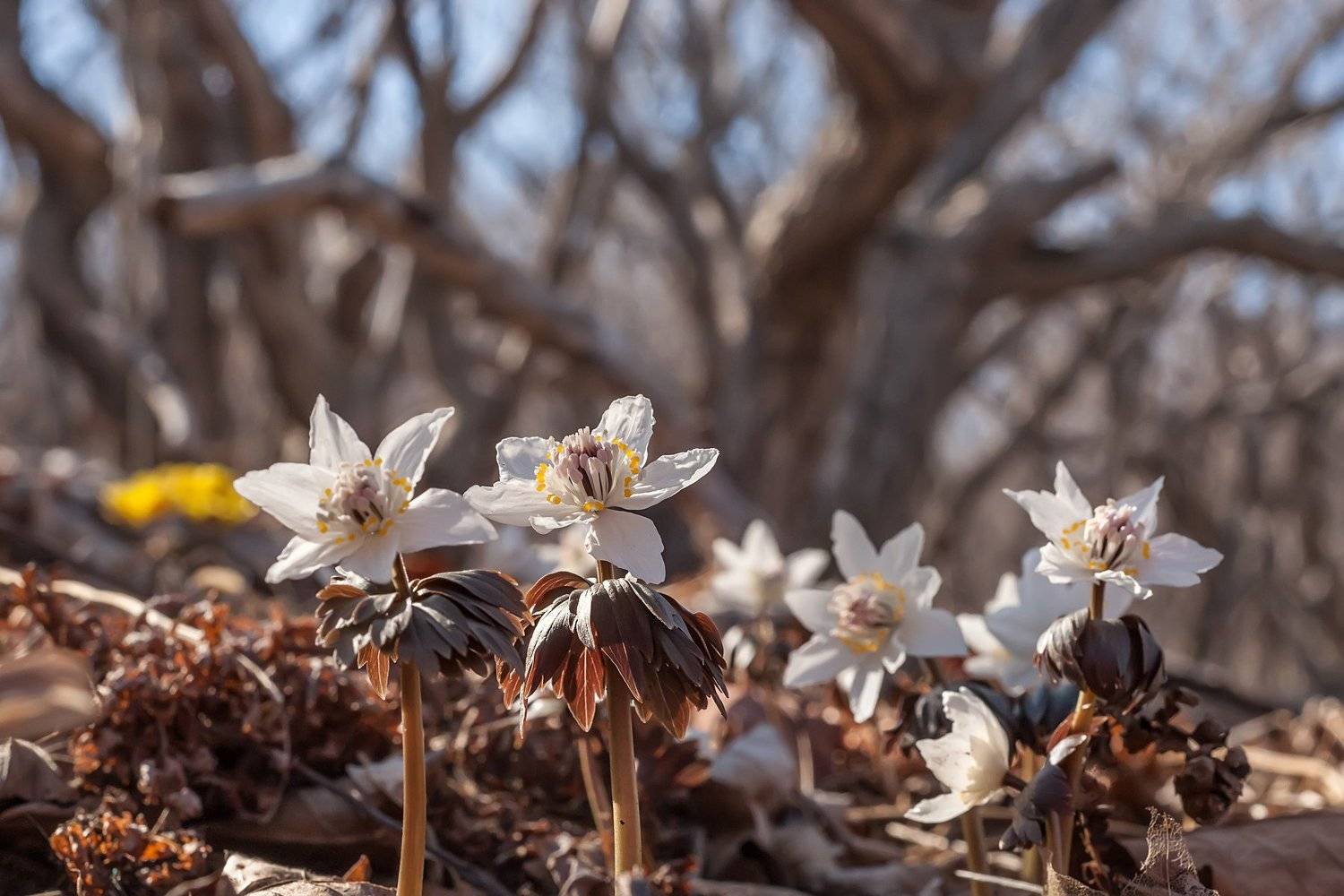 , Ольга Мусиенко