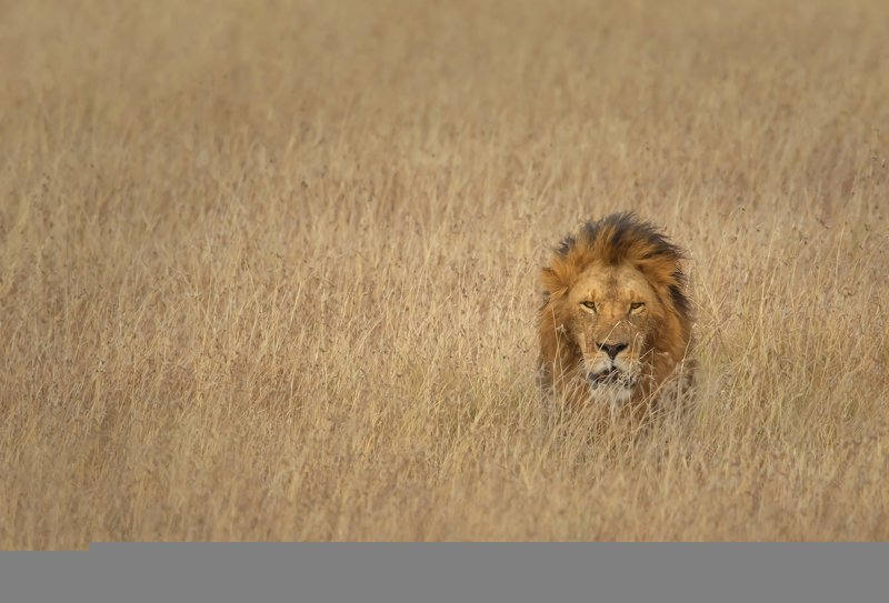 the ruler фото превью