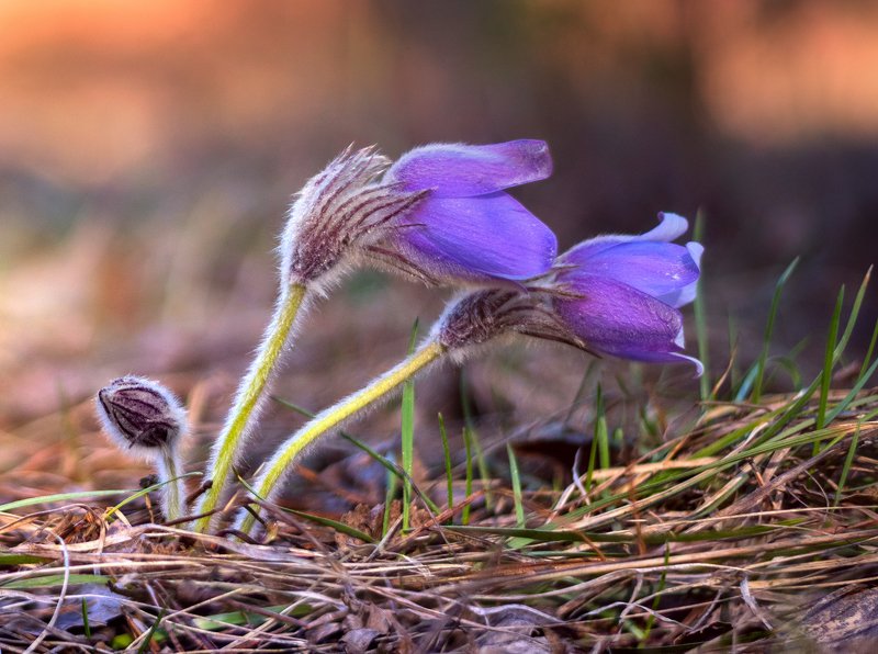 весна, цветы, сон-, трава От рассвета до заката фото превью
