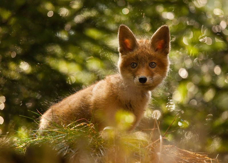 Fox фото превью