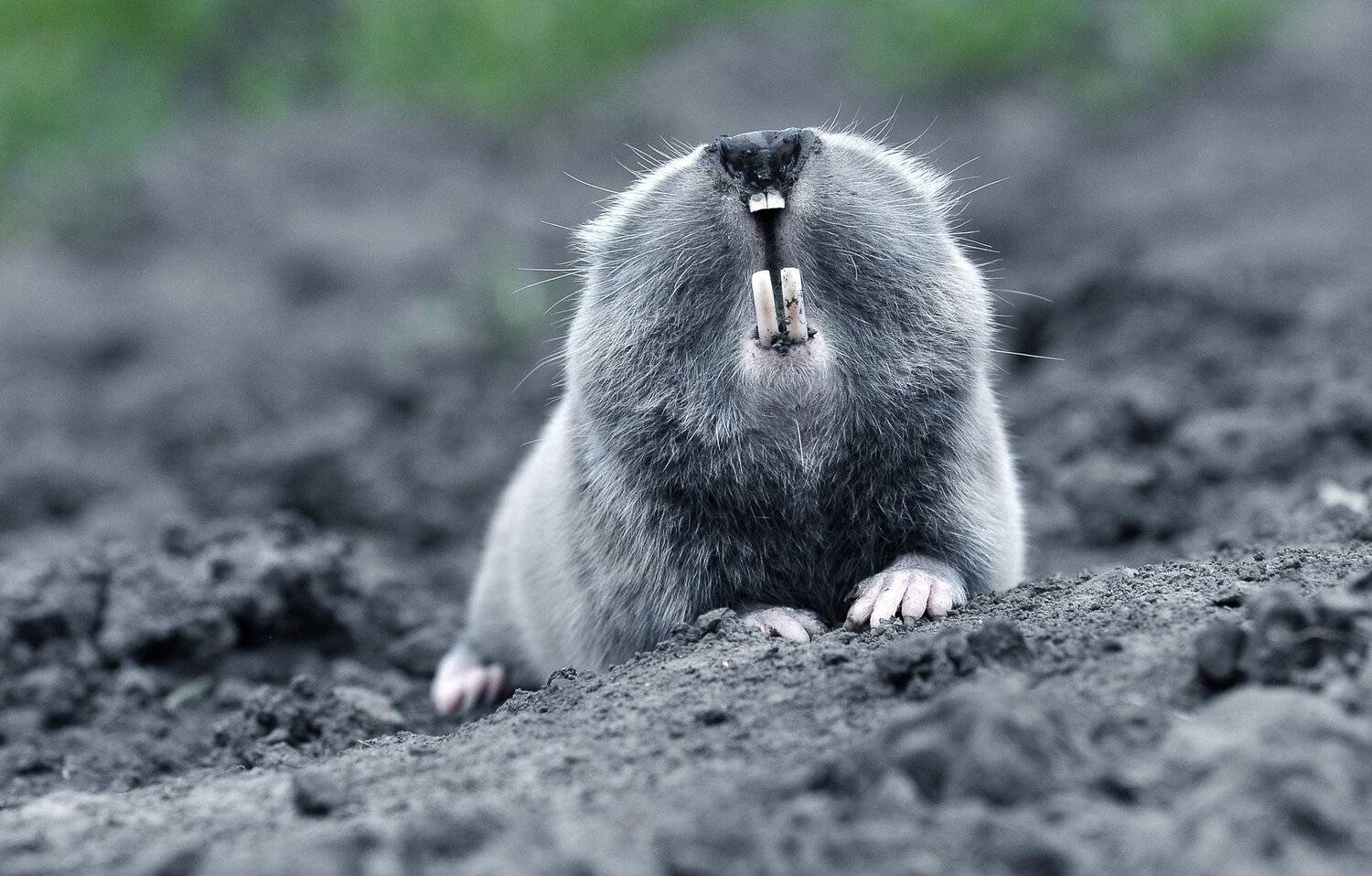 , Макеев Алексей