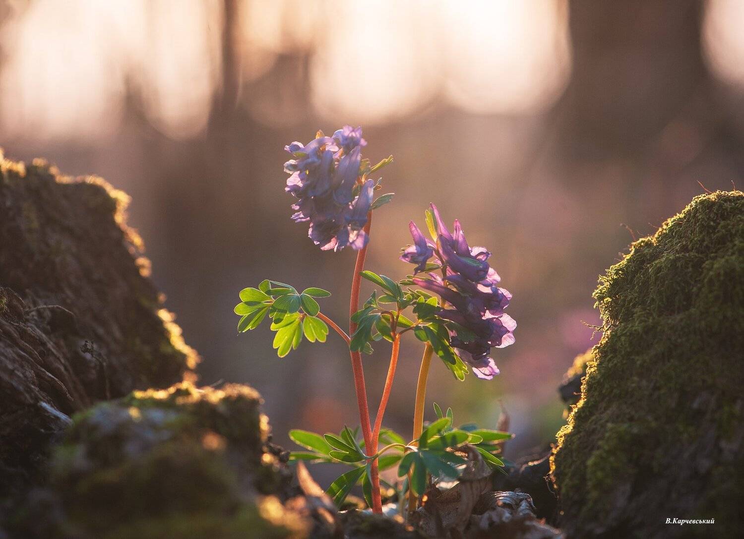 , Володимир Карчевський