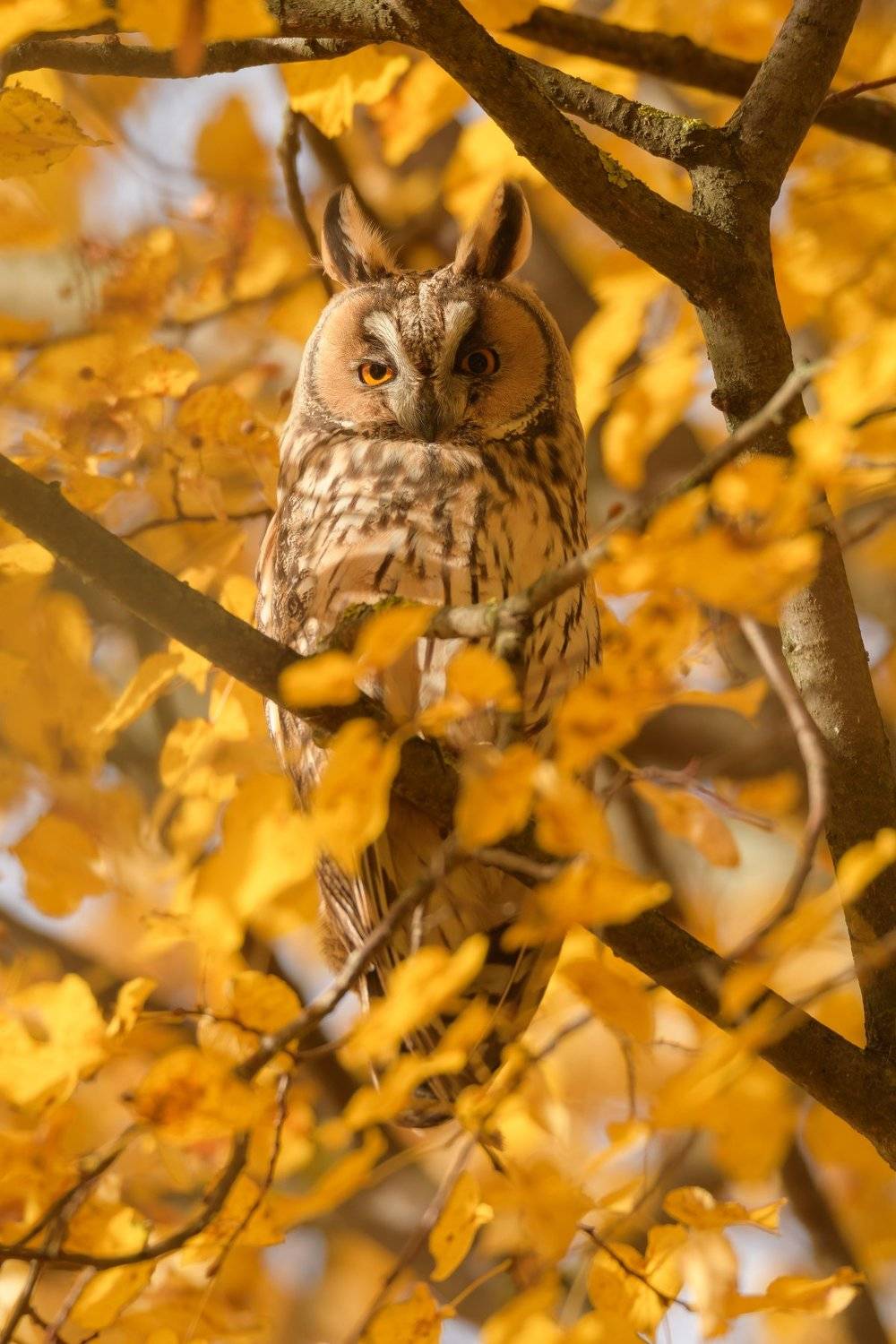 Ушастая сова, птица с ушами, Asio otus, птицы Подмосковья, портрет птицы, птица на липе, осенняя листва, листья липы, липа осенью, размытие в кадре, размытая листва, листва, боке, сова осенью, анфас, портрет совы, взгляд совы, глаза в глаза, Ксения Соварцева