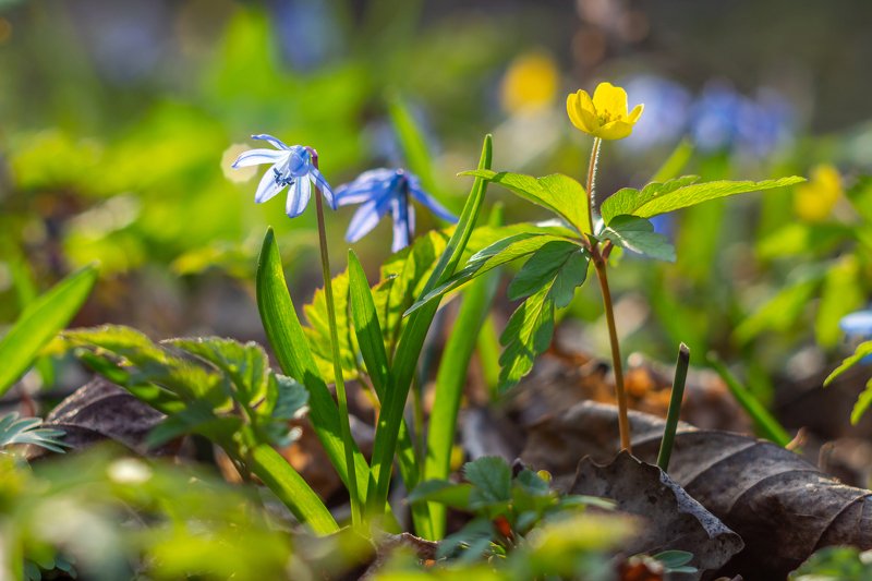 пролески, подснежники, первоцветы, лес, воронежский, заповедник, весна  фото превью