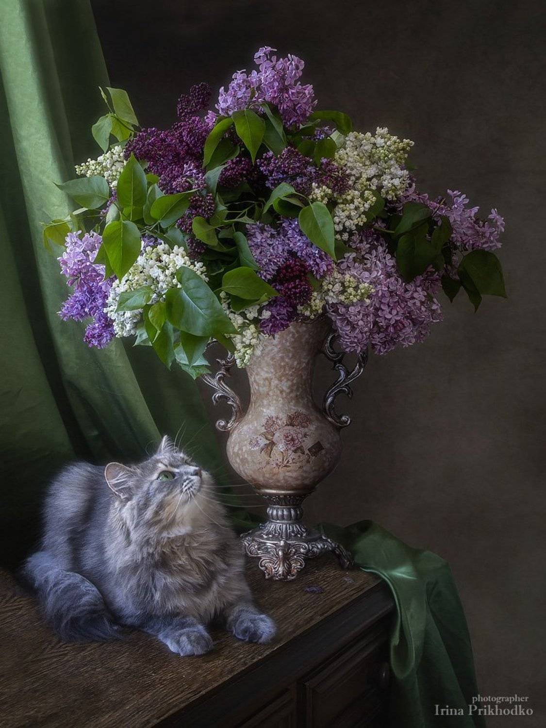натюрморт, весна, сирень, букет, винтажный, котонатюрморт, кошка Масяня, домашние животные, Ирина Приходько