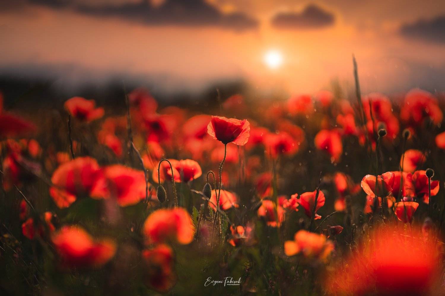 , Evgeni Fabis